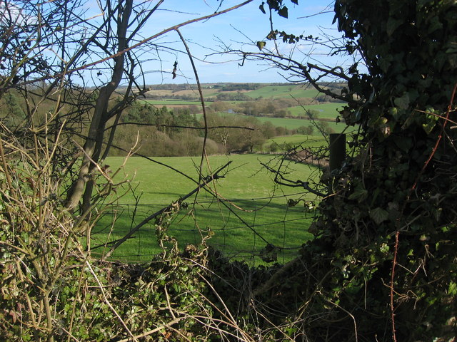 Hedge View