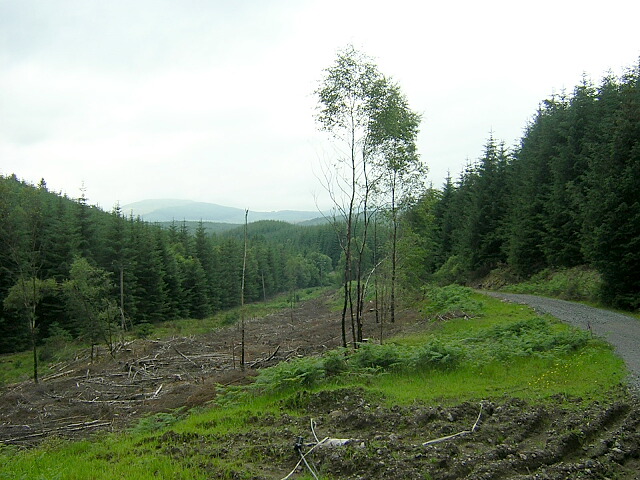 Loch Ard Forest
