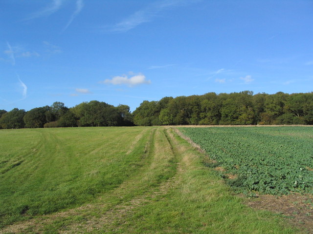 Frere Hill Wood