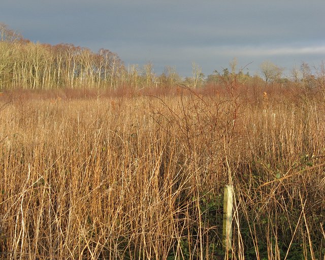 Bankhead Wood