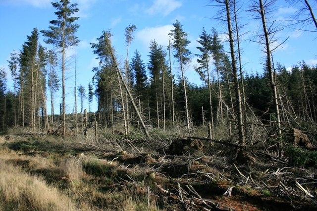 Windblown Trees, Langdale Forest