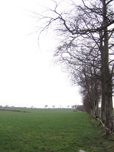 Tree Lined Field