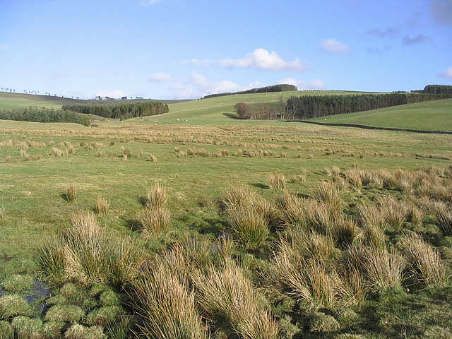 Marshland