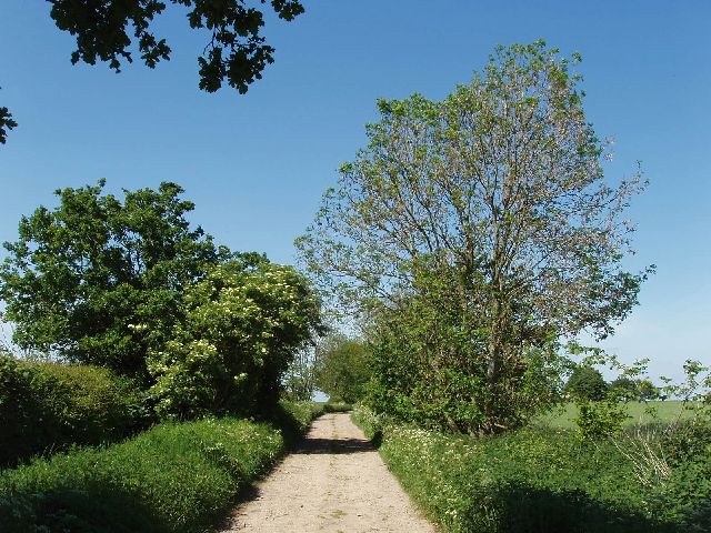 Oak, elder and ash trees