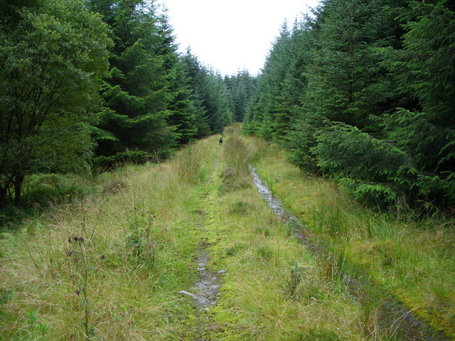 Forest Track near Glencaird Hill