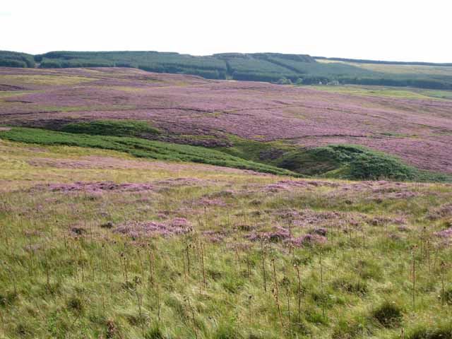 Heather in bloom - the valley of the Raylees Burn