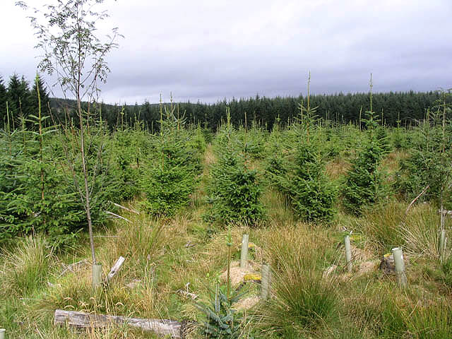 Young Sitka plantation