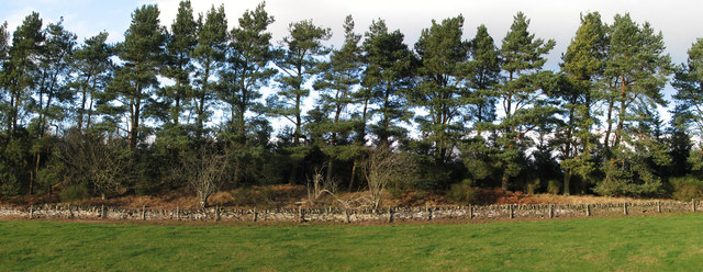 Woodland boundary beyond Cowgask Burn