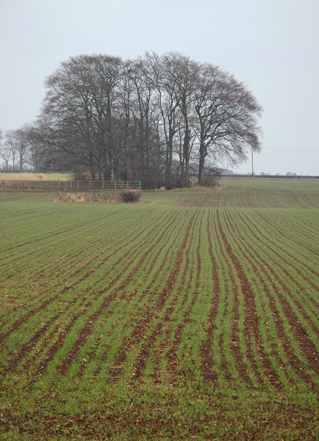 Northlands fields
