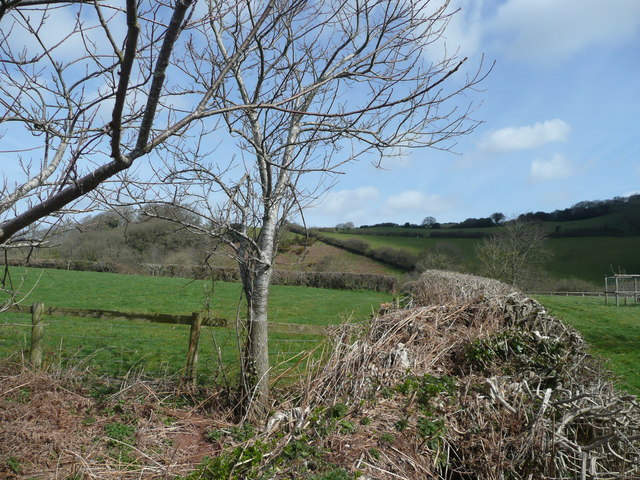 Cherry tree near Moor Mill Farm