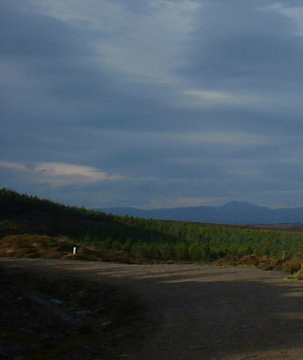 Forest Track on Creagan Asdale