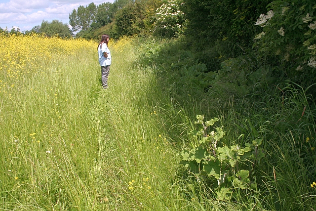 Burdock and Elder