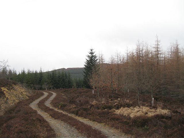 The Stance  Woodland