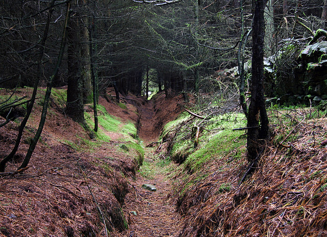 Drainage ditch in wood
