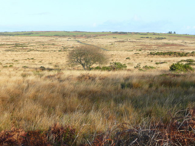 Clyne Common