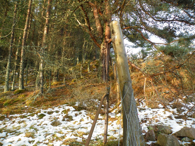 Forestry Fence Following Old Parish Fence near Tullochclury Burn