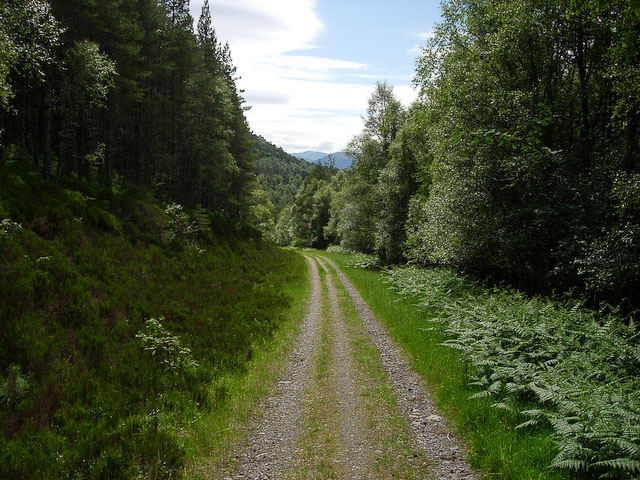 Track through the Forest